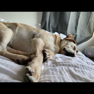 Meet your Posher, Angelica